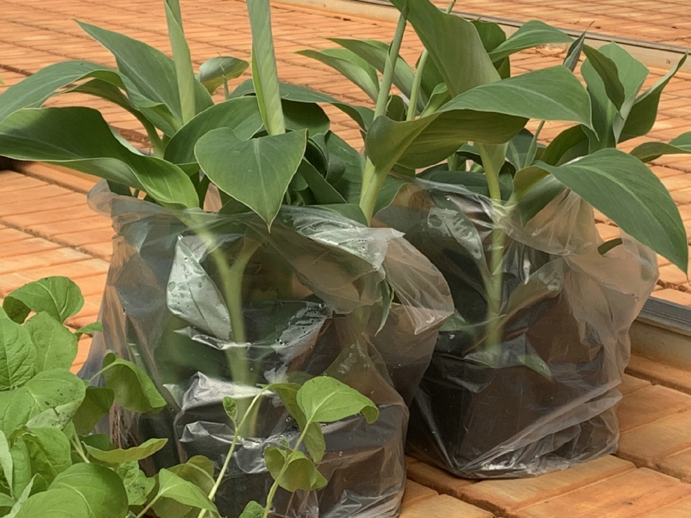 กระแสกล้วยด่างมาแรง ชาวตรังแห่หาซื้อถึงศูนย์เพาะเลี้ยงเนื้อเยื่อ