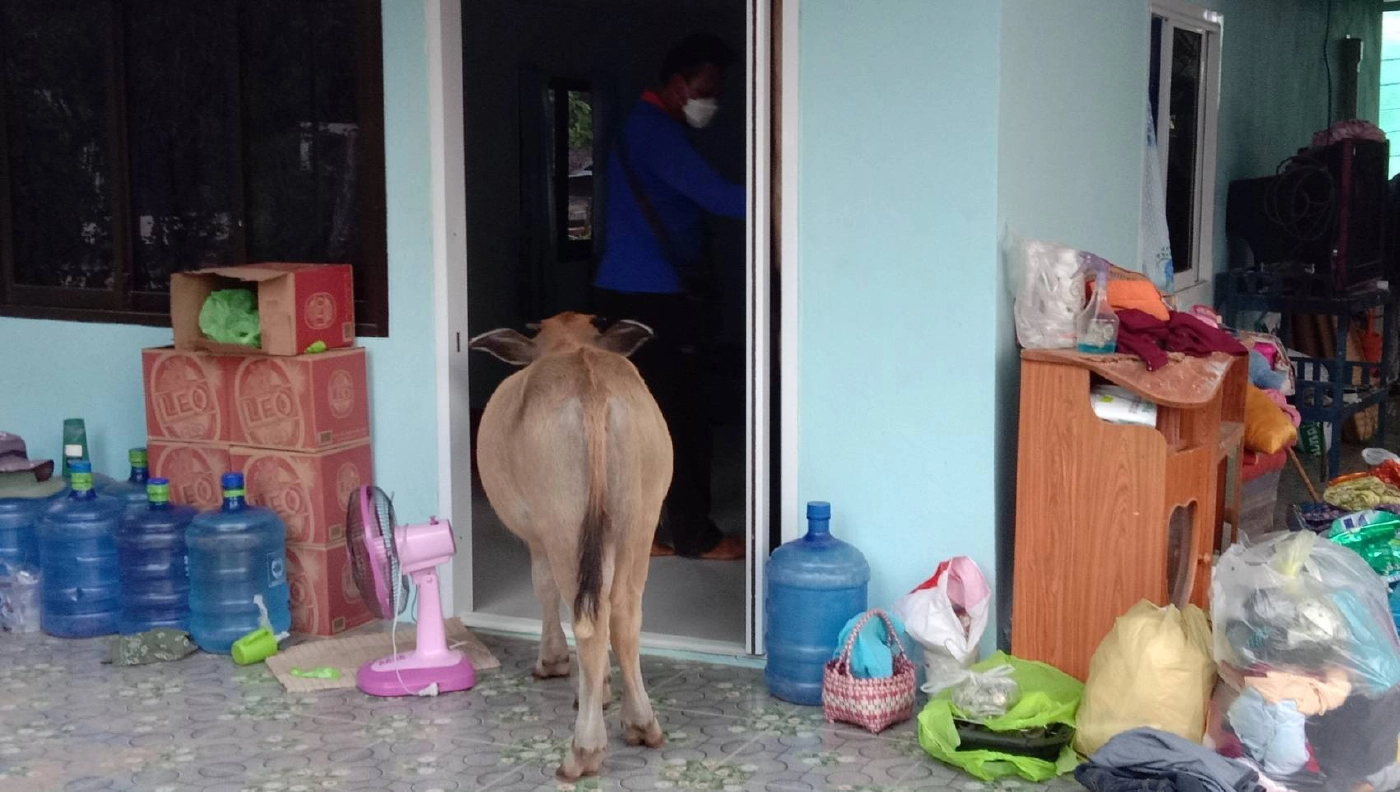 ทึ่งควายแสนรู้ ชอบนอนหนุนตักยายและดูดนมในขวดคล้ายกับลูกคน