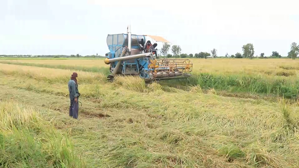 เร่งเกี่ยวข้าวหนีฝน-ร้องรัฐช่วยเหลือราคาตกต่ำ