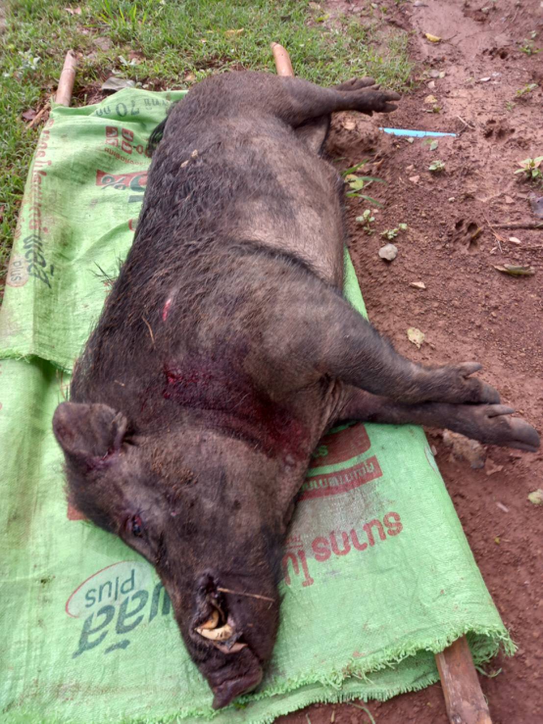 หมูป่าคลั่งกระโดดออกจากคอกไล่ทำร้ายเจ้าของสาหัสต้องแกล้งตายถึงรอด