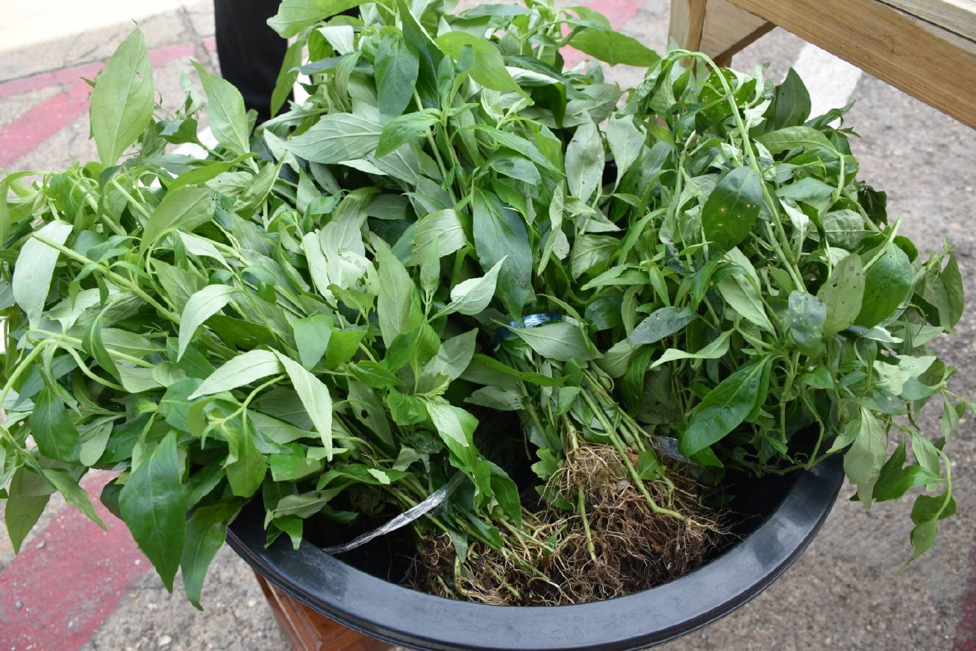 เรือนจำอุตรดิตถ์“เปลี่ยนสนามหญ้า-ปลูกฟ้าทะลายโจร”