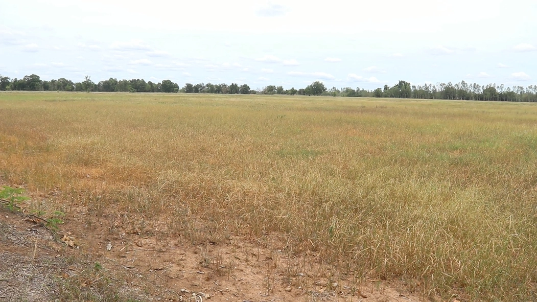 ชาวนาช้ำใจนาข้าวแห้งเหี่ยวจากฝนทิ้งช่วง