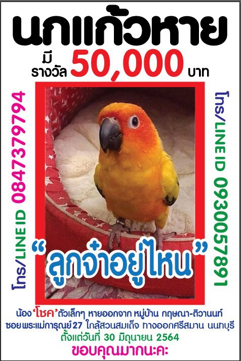 ลูกจ๋าอยู่ไหน ! นกแก้วสุดรักหาย เจ้าของตั้งรางวัลผู้แจ้งเบาะแส 50,000 บาท