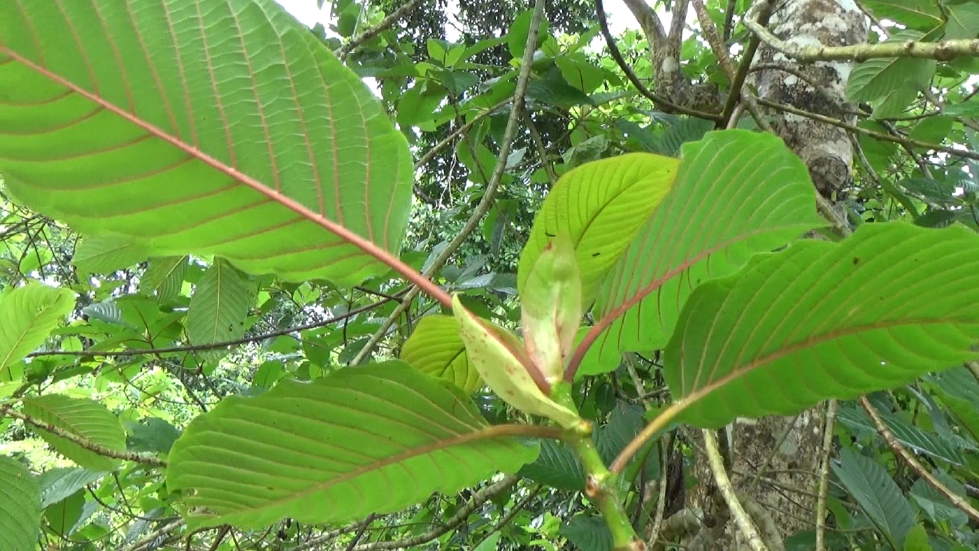 ตั้งโรงงานสกัดพืชกระท่อมแห่งแรกในประเทศไทย