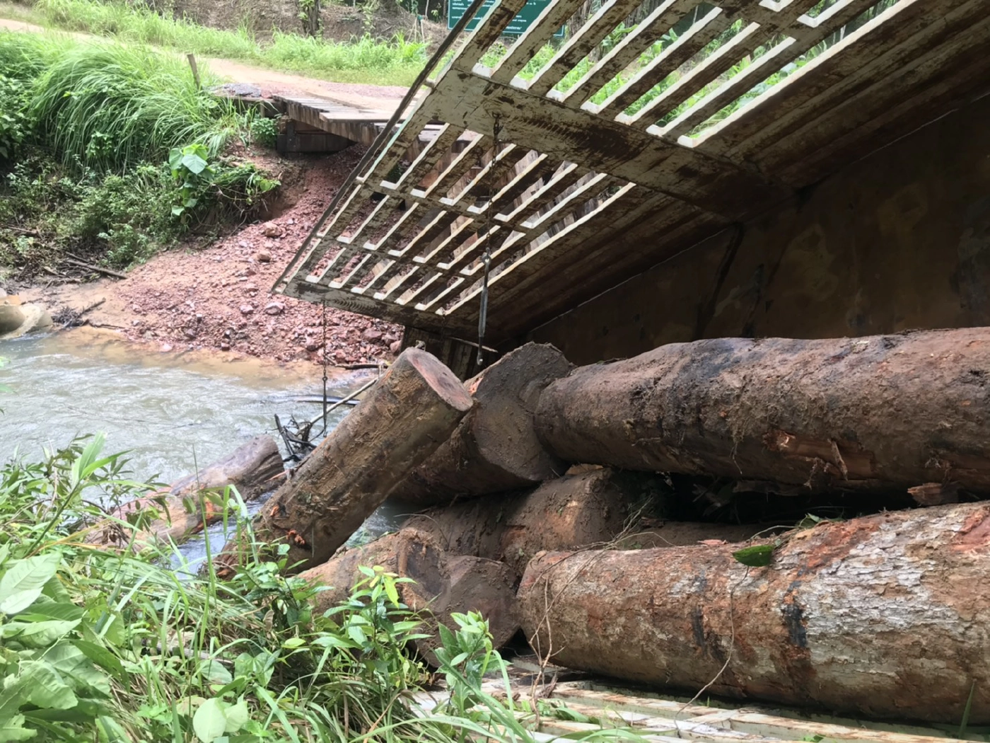 แก๊งมอดไม้ ลอบตัดต้นยางนา 200 ปี มูลค่ากว่า 1 ล.เชื่อเจ้าหน้าที่รัฐมี่เอี่ยว