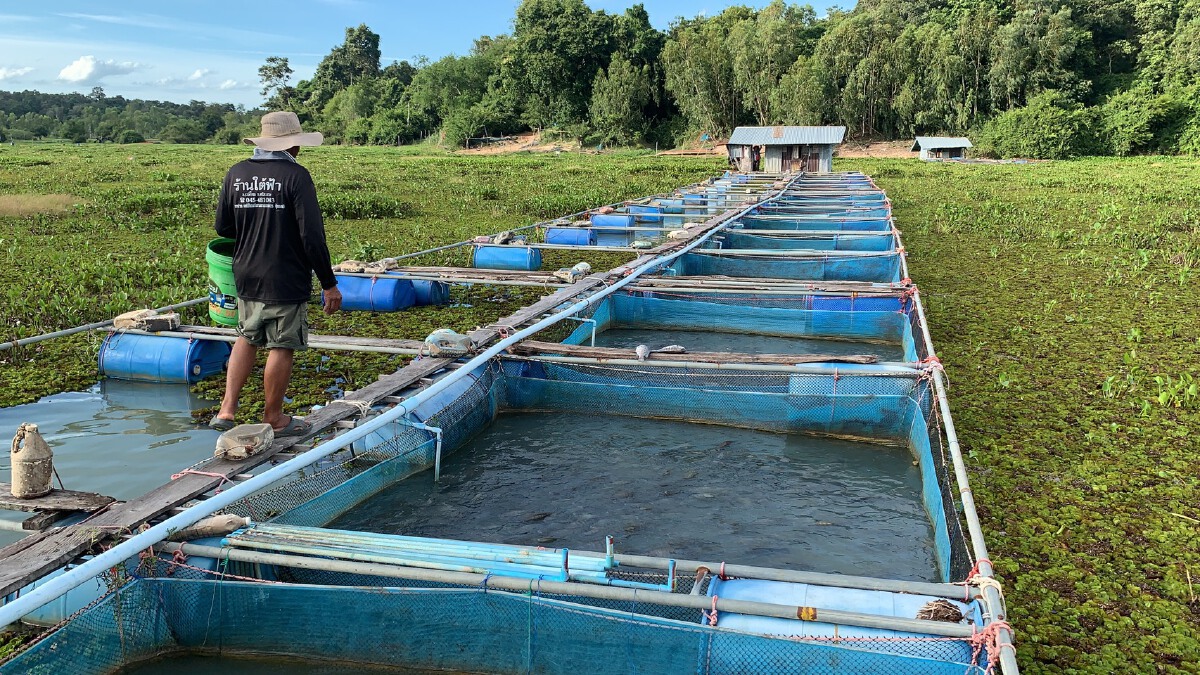 ผักตบชวาทำปลาในกระชัง 30 ตัน ทยอยตาย วอนรัฐช่วยเหลือ