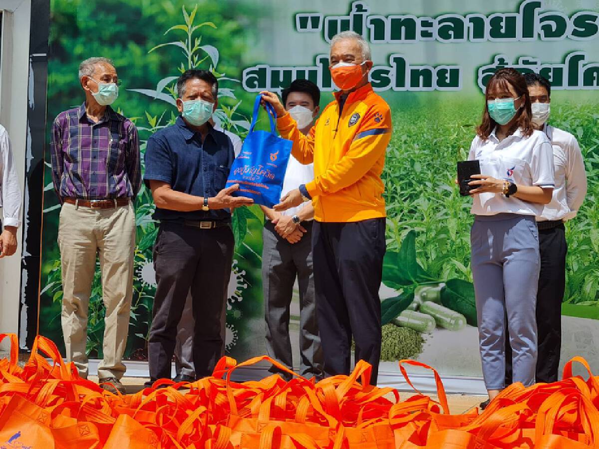 ปลูกฟ้าทะลายโจร1พันต้น เป็นแปลงต้นแบบของโคราชสู้โควิด