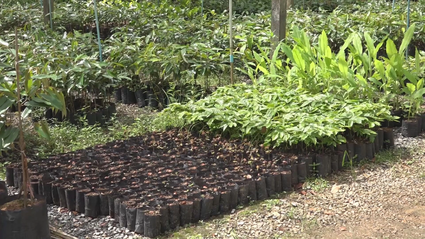 ลำไยคริสตัลม่วงจัมโบ้ ราคาพุ่ง 1,500 บาท/กก.