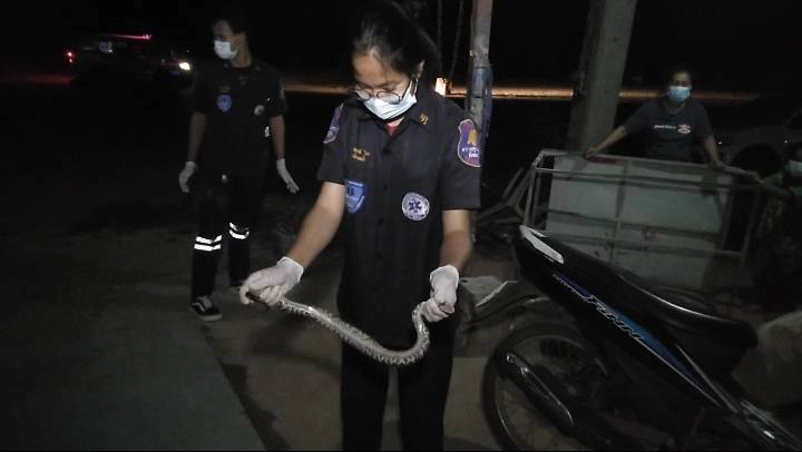 กรี๊ด ตุ๊กแกตัวใหญ่บุกห้องนอนแจ้งกู้ภัยช่วยจับปรากฏว่าเป็นงูหลาม