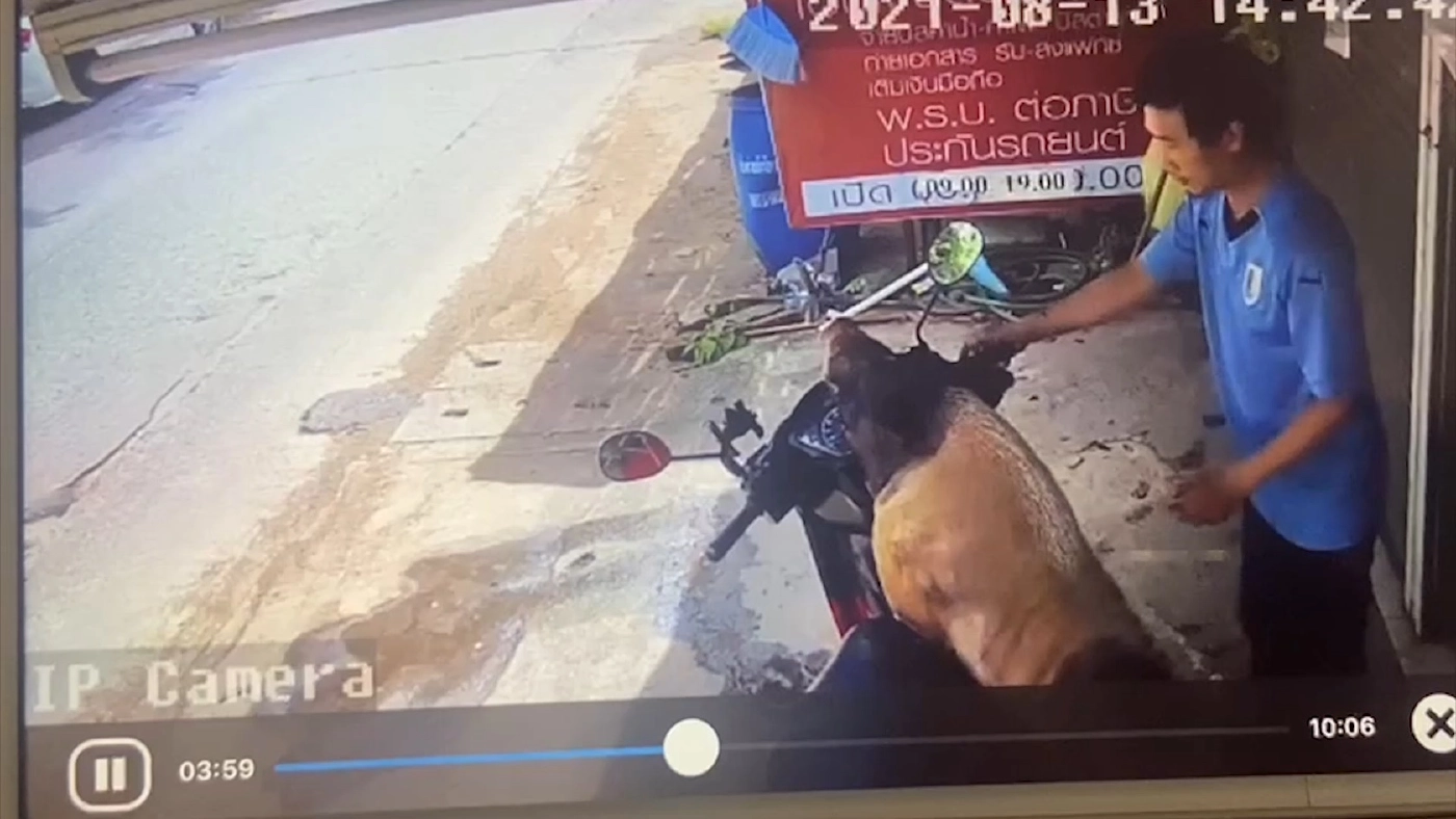 “หมูคลั่ง” ขืนใจ-กัดเบาะรถ จยย.ชาวบ้าน พบประวัติฉาวอื้อ