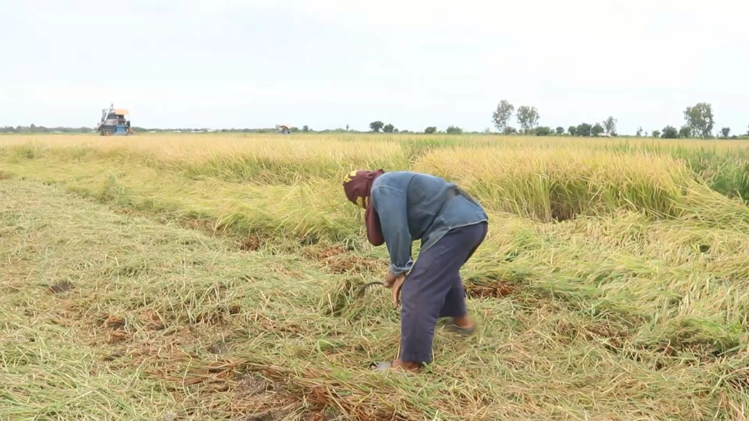 เร่งเกี่ยวข้าวหนีฝน-ร้องรัฐช่วยเหลือราคาตกต่ำ