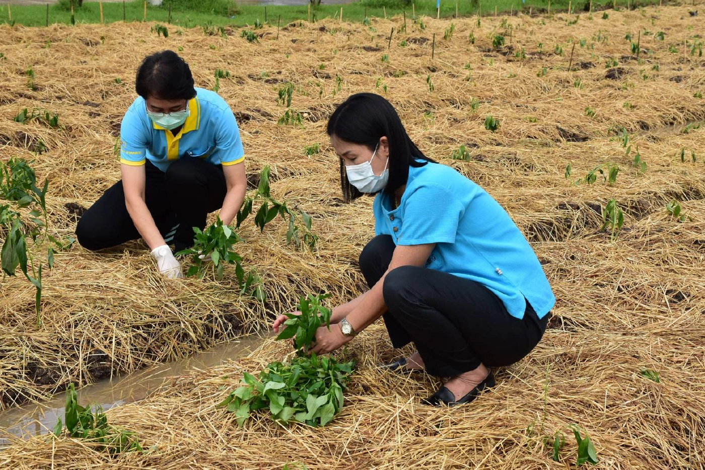 เรือนจำอุตรดิตถ์“เปลี่ยนสนามหญ้า-ปลูกฟ้าทะลายโจร”