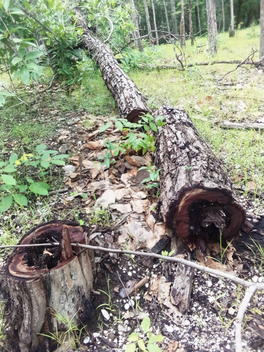 เตรียมลุยสอบปมลอบวางยาต้นไม้ในป่าอท.ดอยแม่โถ