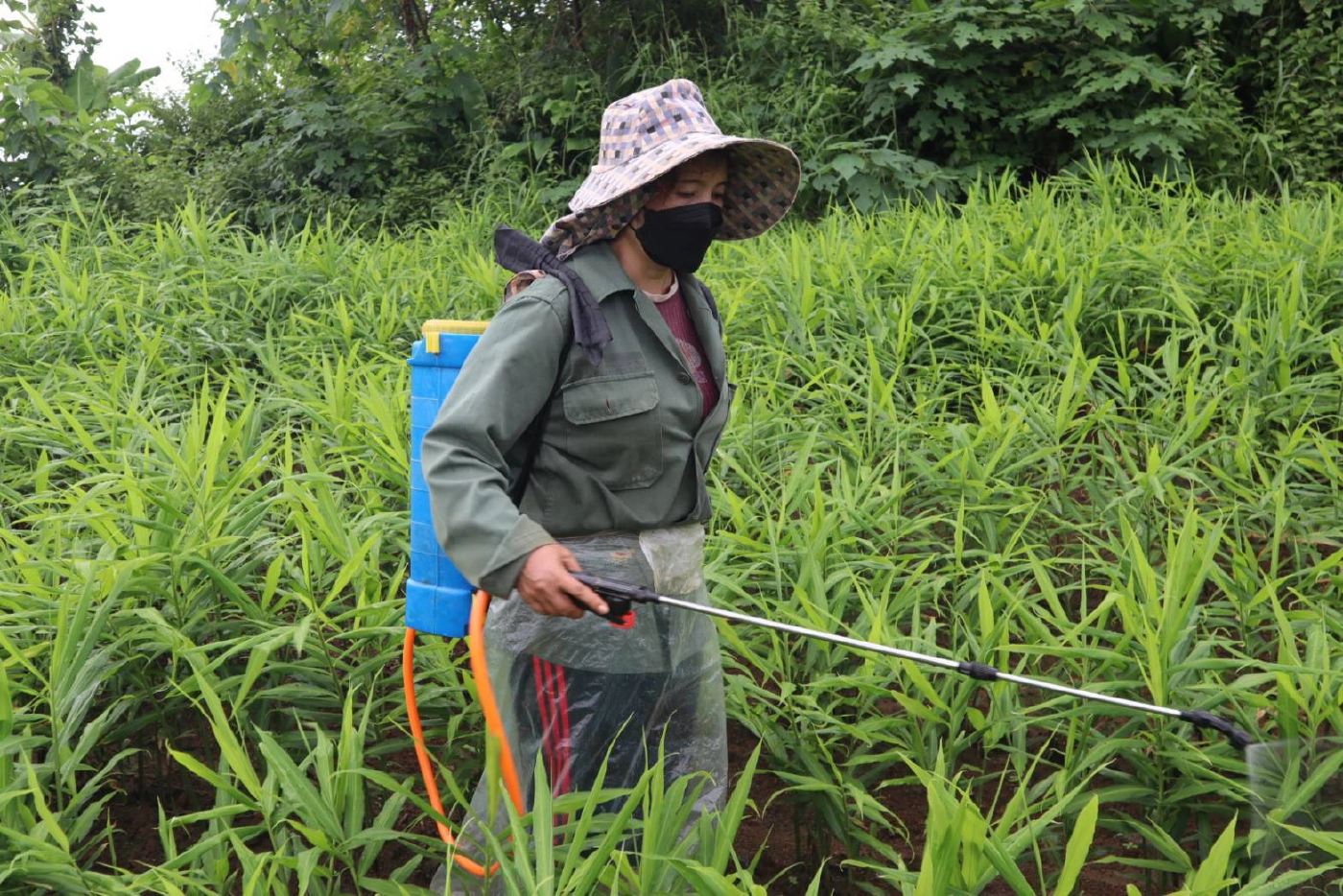 เกษตรกรพบพระ-หันปลูก“ขิง”รายได้ช่วงโควิดระบาด