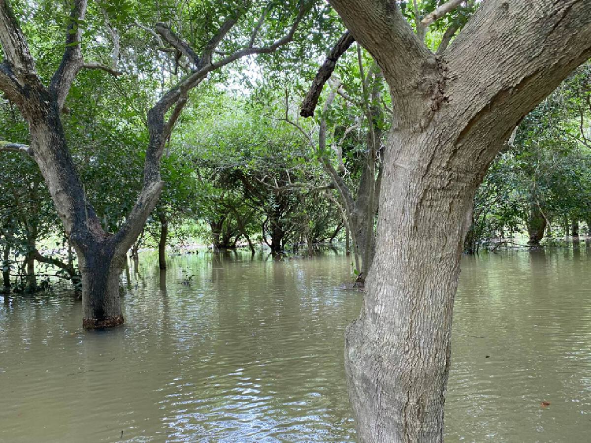 จี้จีนปล่อย"น้ำโขง"หวังอนุรักษ์ป่าชุ่มน้ำบ้านบุญเรือง