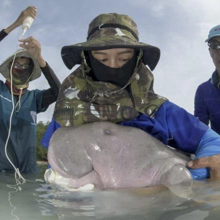 ครบ 2 ปีสูญเสียพะยูนมาเรียม เร่งคุ้มครองทะเลตรัง