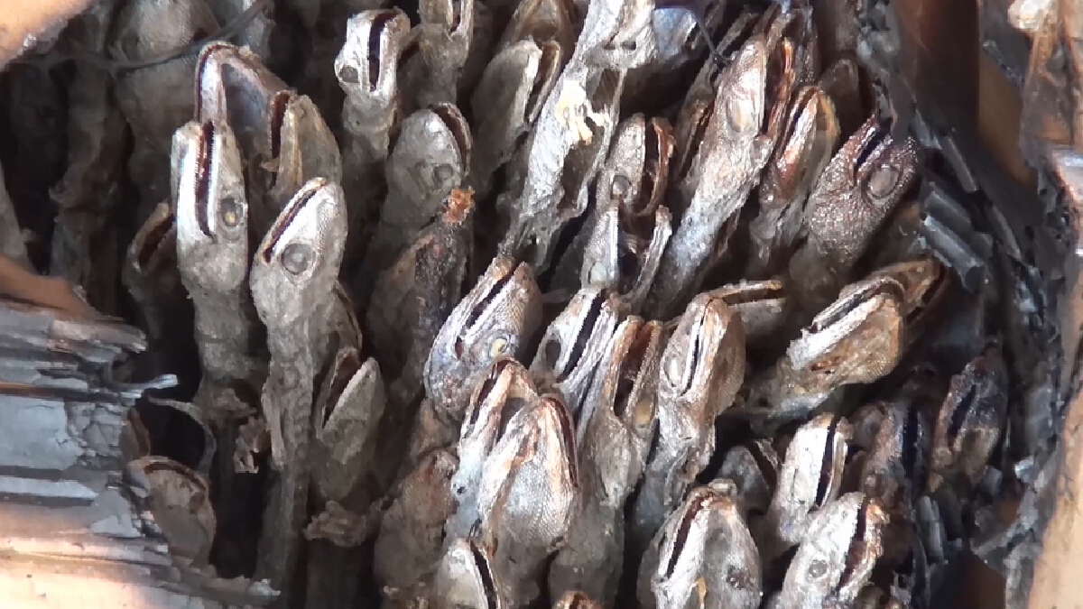 ตรวจยึดเรืออินโดนีเซีย นำเข้าตุ๊กแกตากแห้ง กว่า 2 พันกิโลกรัม