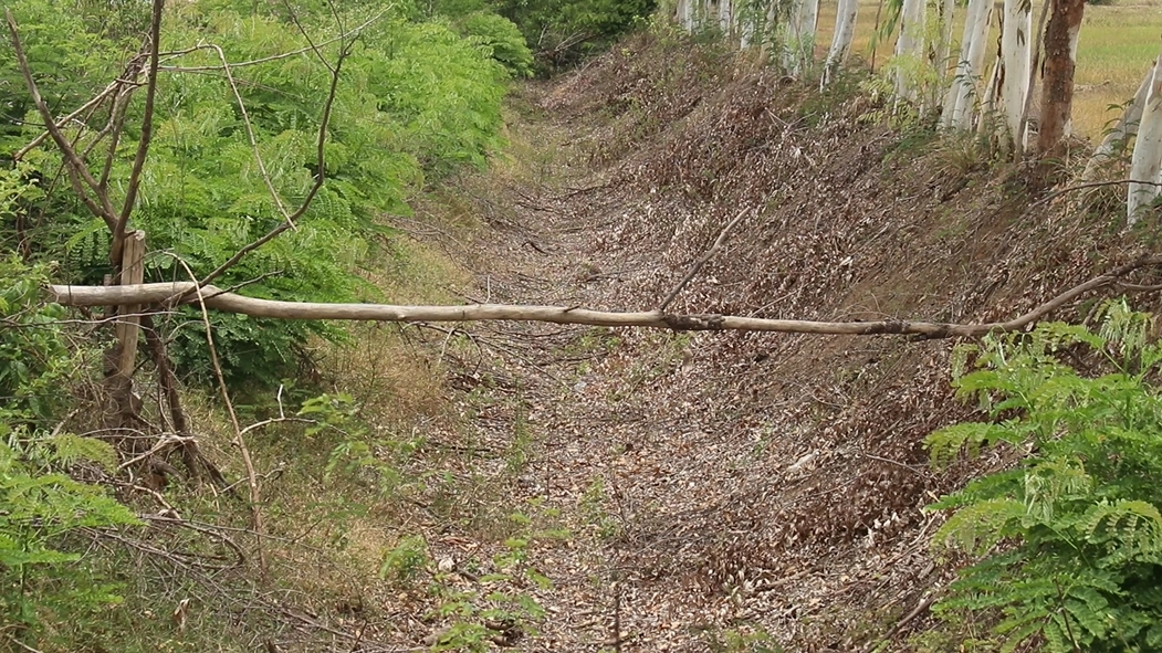 ชาวนาช้ำใจนาข้าวแห้งเหี่ยวจากฝนทิ้งช่วง