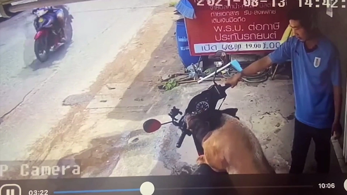 ขังแล้ว! “หมูคลั่งในตำนาน” หลังกัดเบาะรถ จยย.ชาวบ้าน