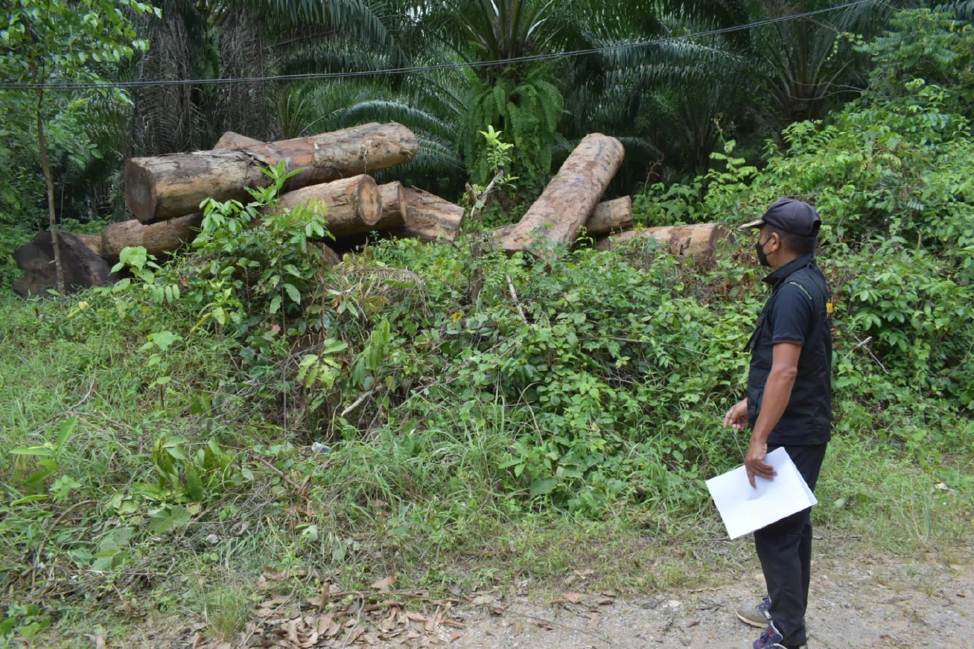 แก๊งมอดไม้ ลอบตัดต้นยางนา 200 ปี มูลค่ากว่า 1 ล.เชื่อเจ้าหน้าที่รัฐมี่เอี่ยว