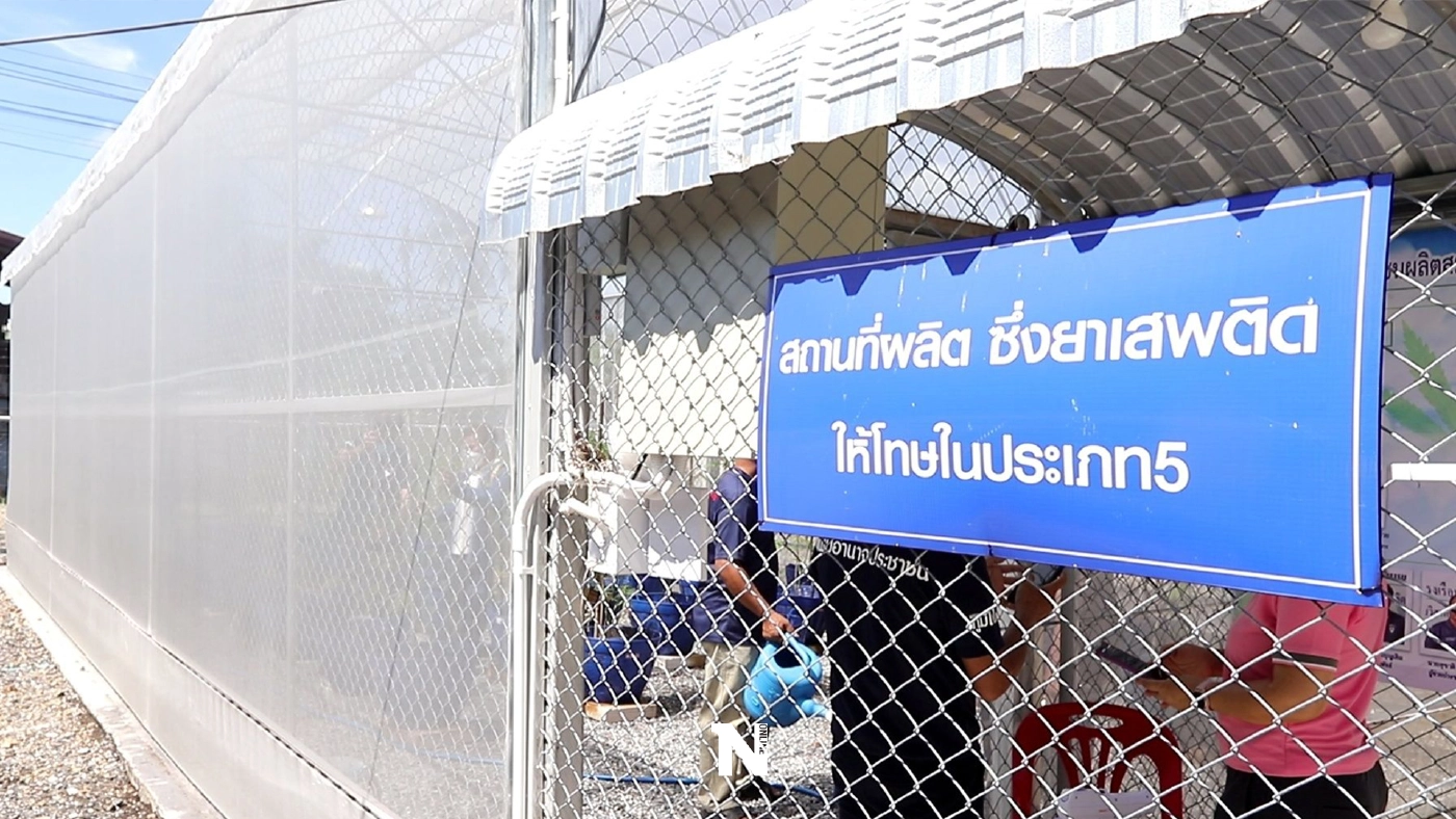 แห่งแรกของปทุมธานี ปลูกกัญชาทางการแพทย์ หวังฟื้นเศรษฐกิจชุมชน
