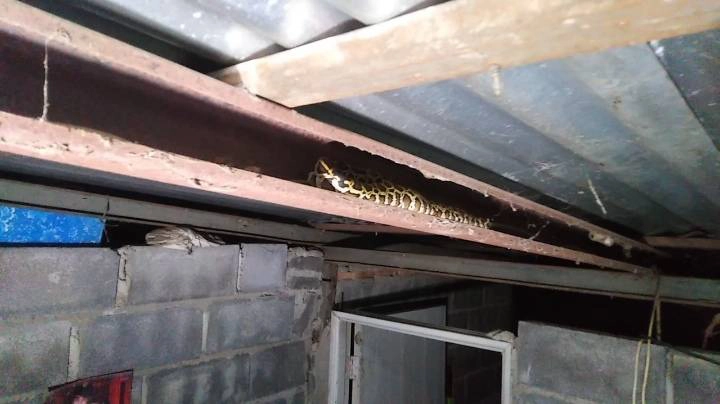 กรี๊ด ตุ๊กแกตัวใหญ่บุกห้องนอนแจ้งกู้ภัยช่วยจับปรากฏว่าเป็นงูหลาม