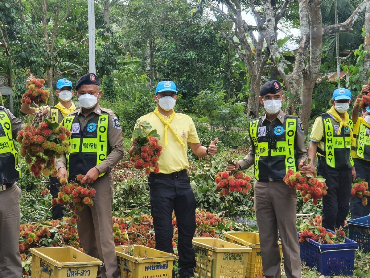 ตำรวจช่วยเหลือเกษตรกร เก็บเงาะกว่า 1ตัน แจกบุคลากรแพทย์