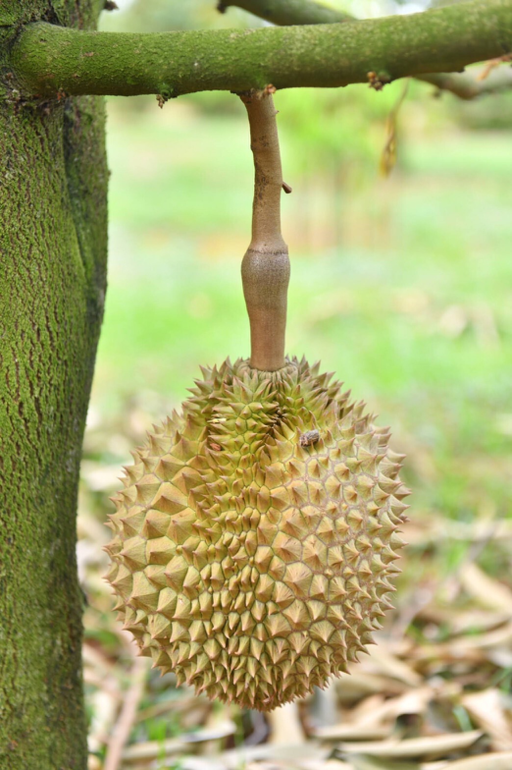 ทุเรียนปากช่องเขาใหญ่