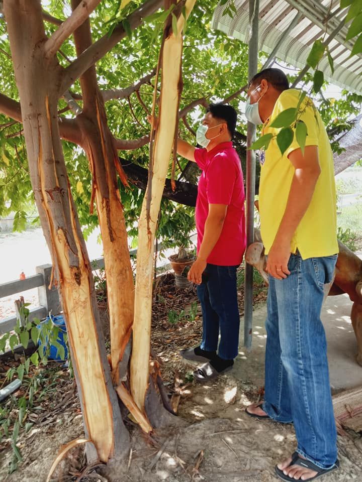 พบรอยสัตว์ปริศนาไม่ทราบชนิดบนต้นยูคาลิปตัสภายสำนักสงฆ์