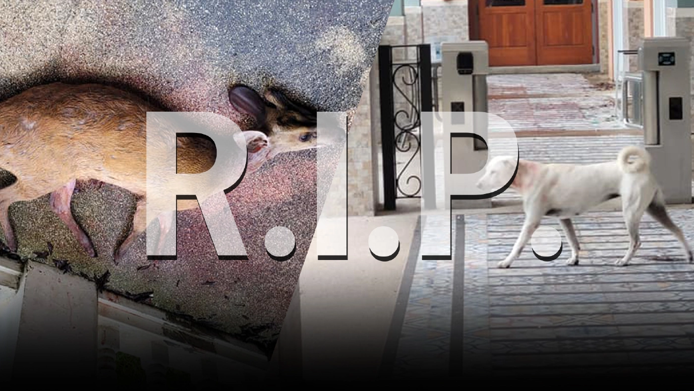 ชาวเน็ตแห่ R.I.P เก้งป่าเขาใหญ่ ออกหากินนอกแนวเขต โดนฝูงสุนัขรุมกัด