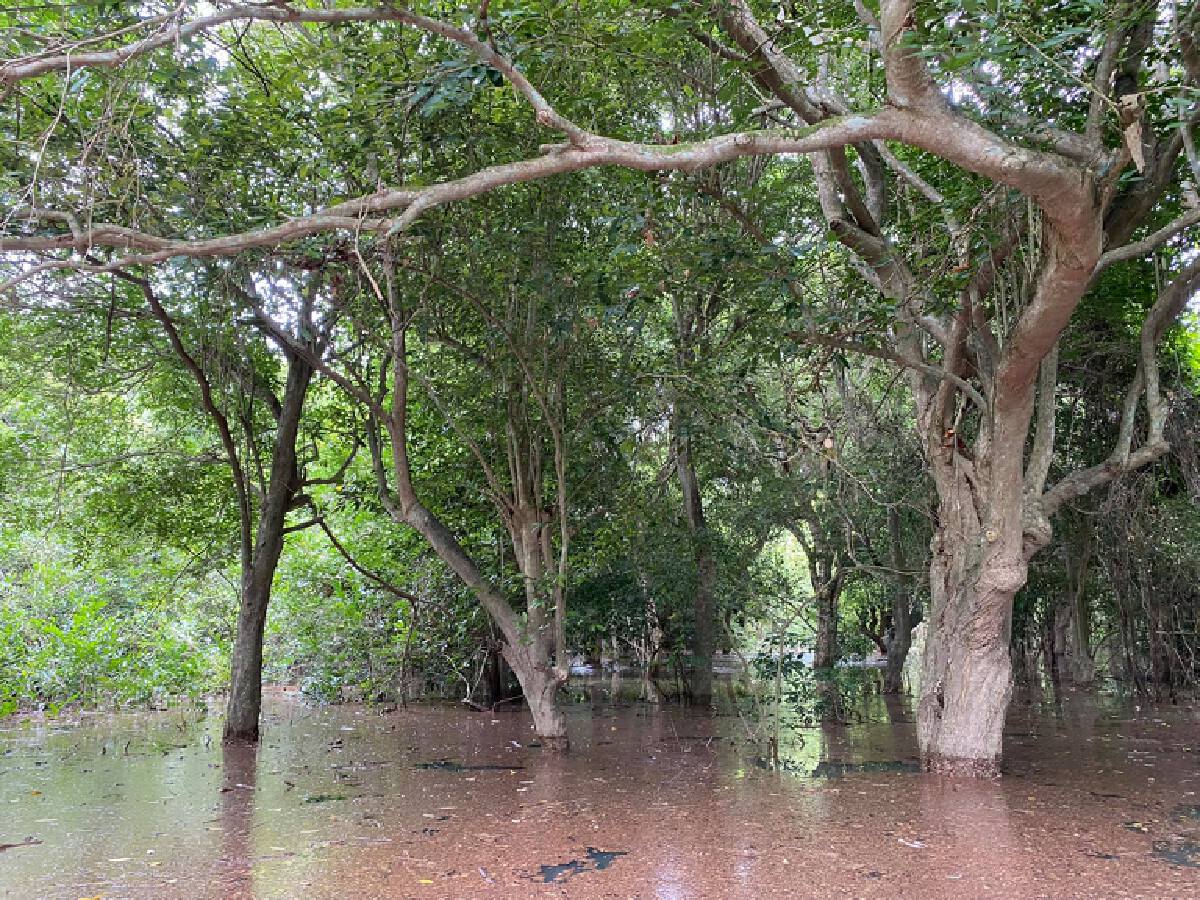 จี้จีนปล่อย"น้ำโขง"หวังอนุรักษ์ป่าชุ่มน้ำบ้านบุญเรือง