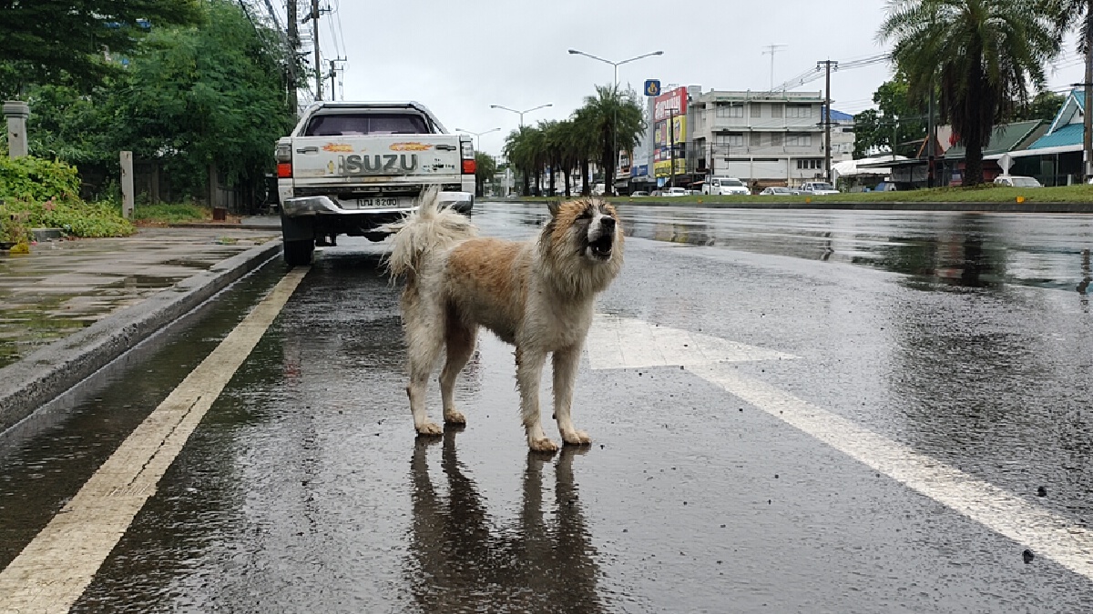 สุดสงสาร บางแก้วเพศเมียถูกปล่อยทิ้งหน้าร้านอาหารยืนตากฝนรอเจ้าของ5วัน