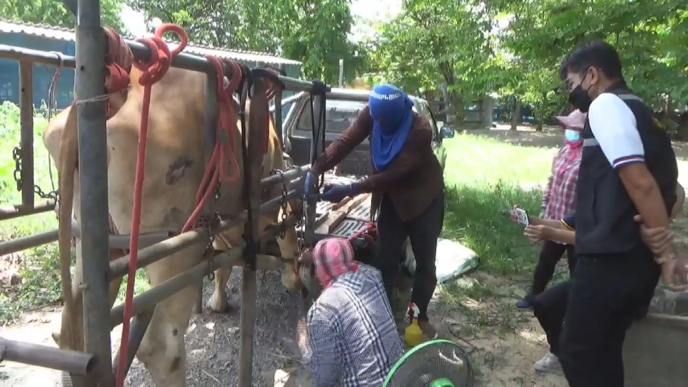 โควิดไร้ผลกระทบ ช่างแต่ง กีบวัว ทำเงิน 2 แสน/เดือน