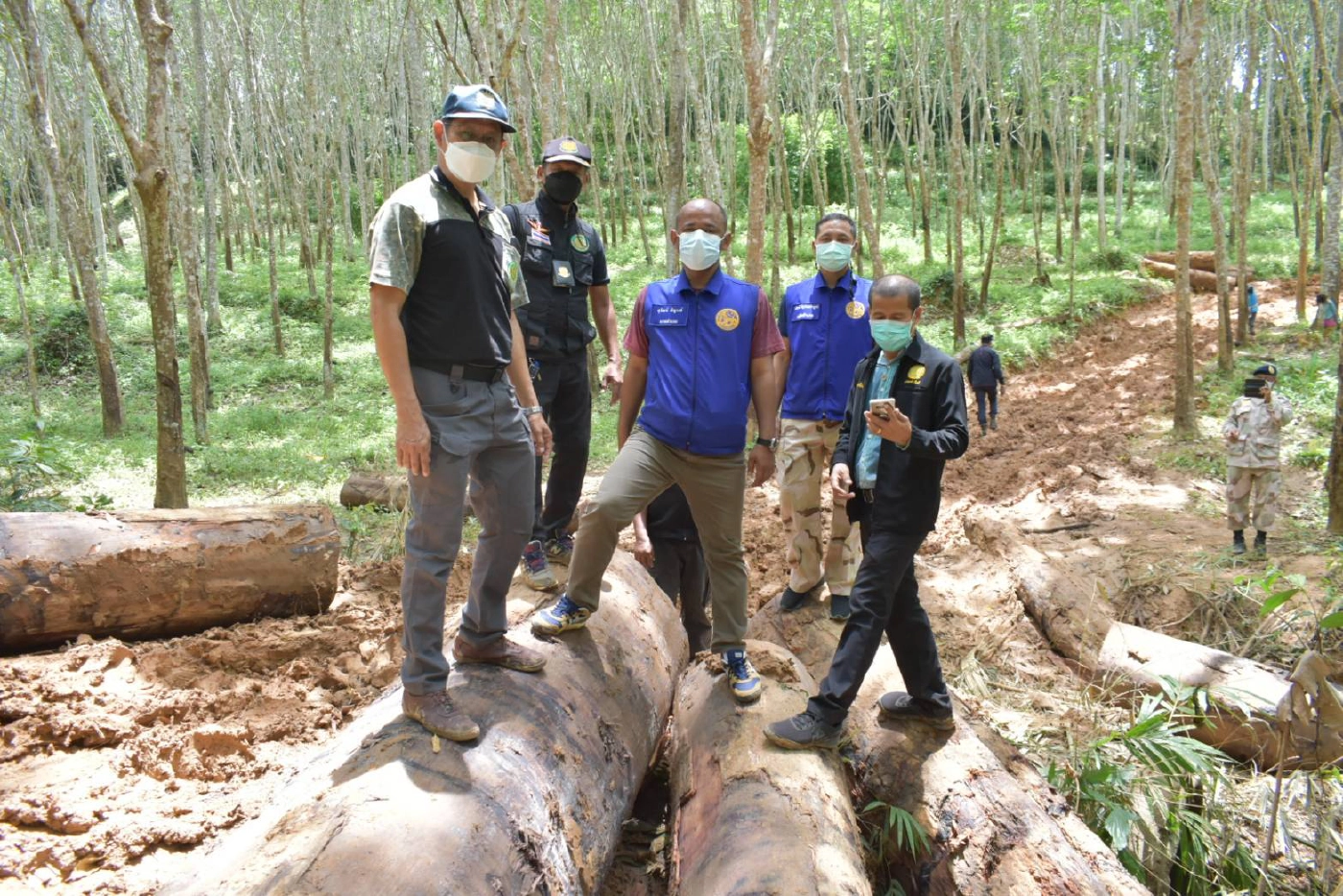 แก๊งมอดไม้ ลอบตัดต้นยางนา 200 ปี มูลค่ากว่า 1 ล.เชื่อเจ้าหน้าที่รัฐมี่เอี่ยว