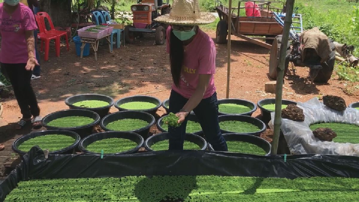 แหนแดง อาชีพเสริมยุคโควิด ทำรายได้ 500 บาท/วัน