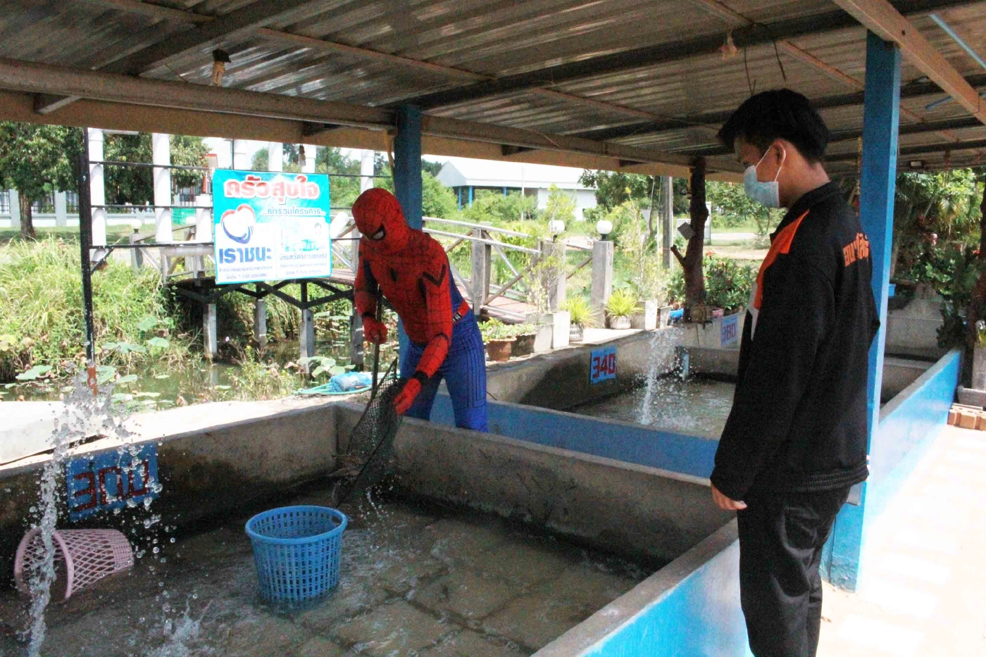 หนุ่มเจ้าของร้านแต่งชุดสไปเดอร์แมนขายกุ้ง-ปลานิลกระตุ้นยอดขายสู้โควิด