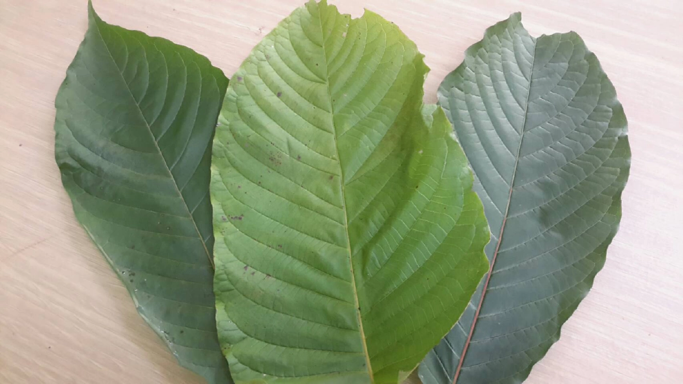 ชาวบ้านเห็นด้วยปลดล็อคพืชกระท่อม จี้รัฐคืนอิสระภาพนักโทษ