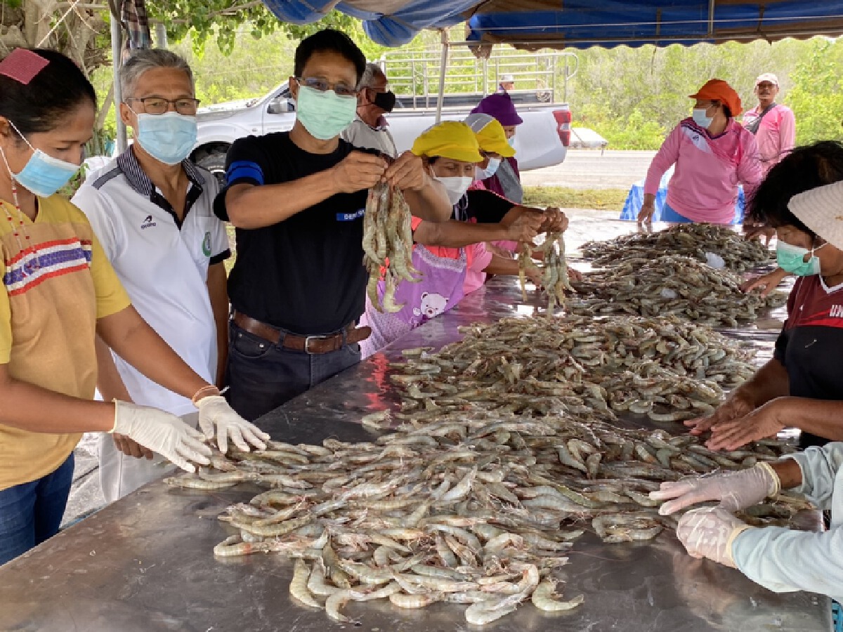จี้สำนักงบฯ เร่ง 1,800  ล้าน ช่วยผู้เลี้ยงกุ้ง