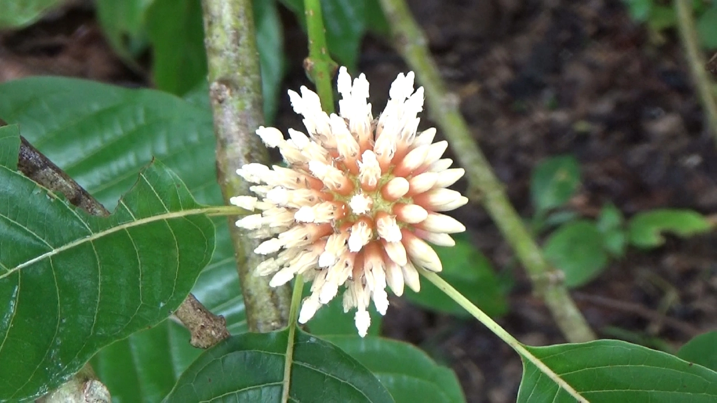 ตั้งโรงงานสกัดพืชกระท่อมแห่งแรกในประเทศไทย