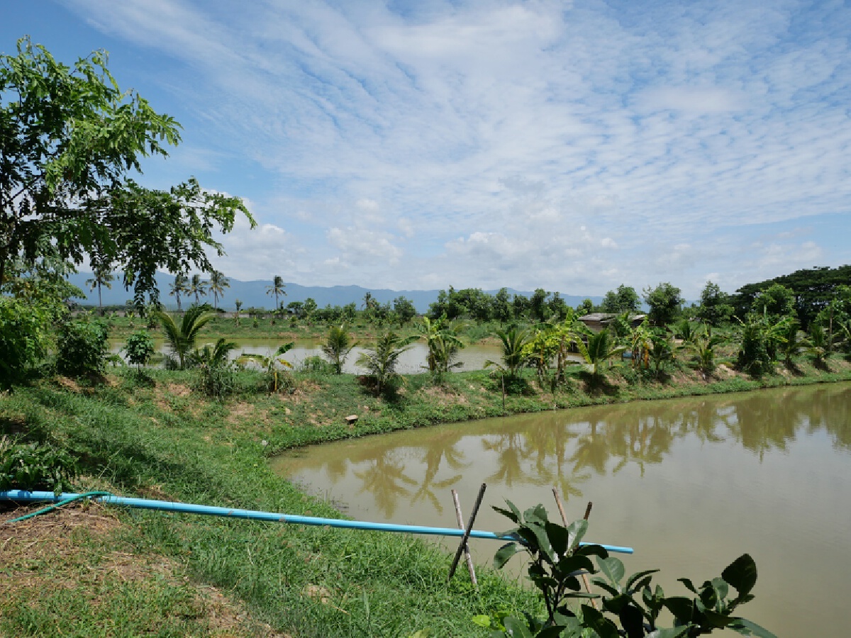 นักดนตรีตกงานยึด"เกษตรพอเพียง"-เนรมิตพื้นที่6ไร่สร้างรายได้