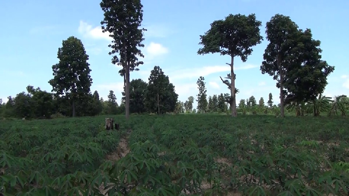 ชาวบ้านร้องตรวจสอบเอาผิดผู้ลักลอบรุกที่ป่าสาธารณะกว่า 400 ไร่