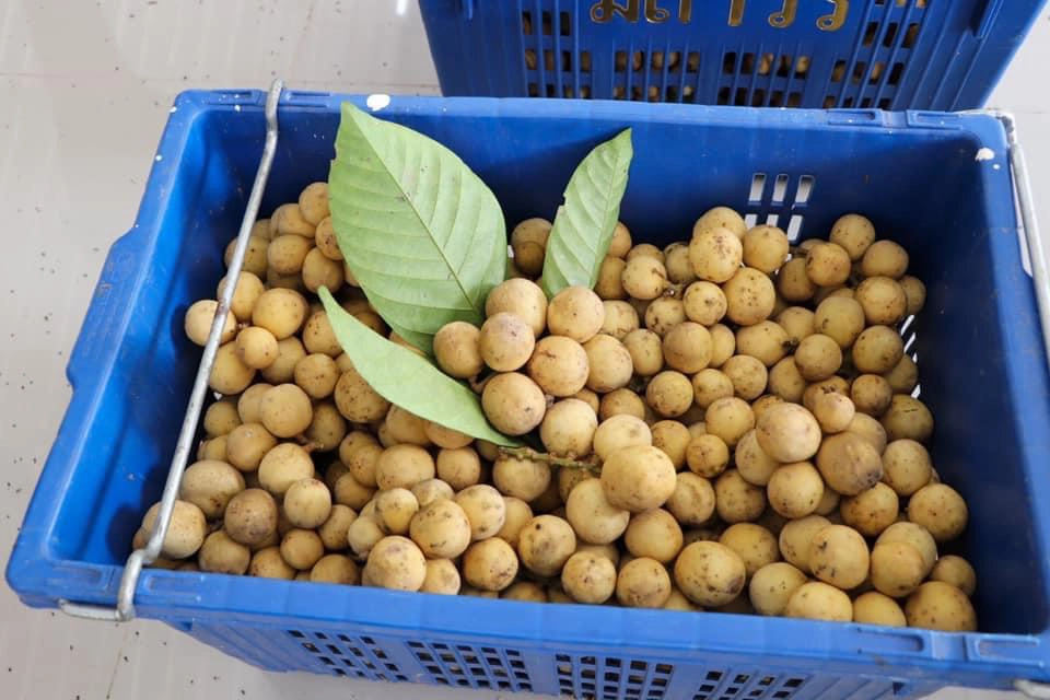 ส่ง "ลองกอง"  6.5 ตันไปภาคอีสาน บรรเทาผลกระทบ