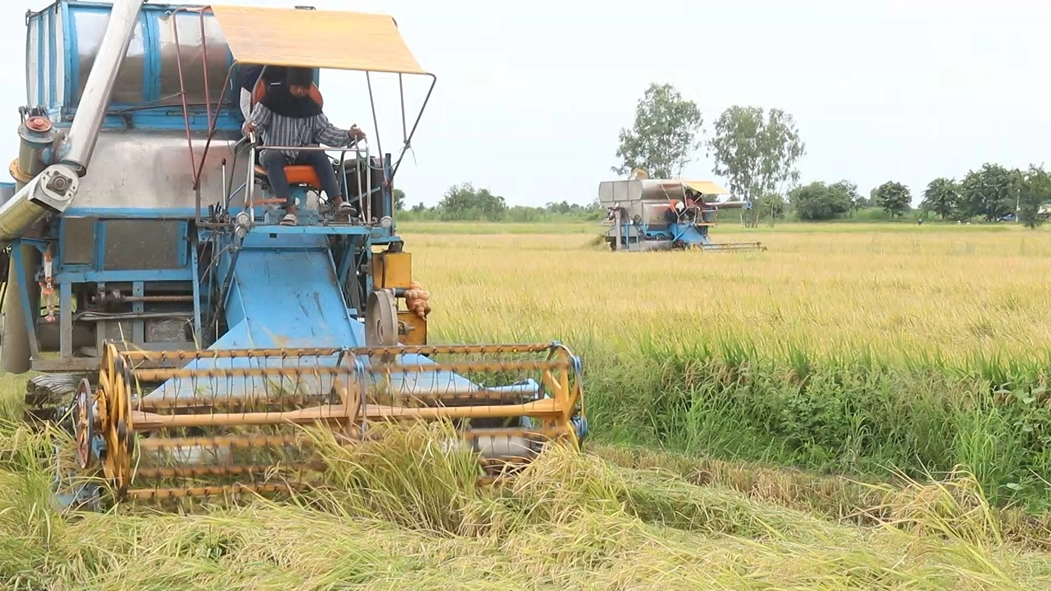 เร่งเกี่ยวข้าวหนีฝน-ร้องรัฐช่วยเหลือราคาตกต่ำ