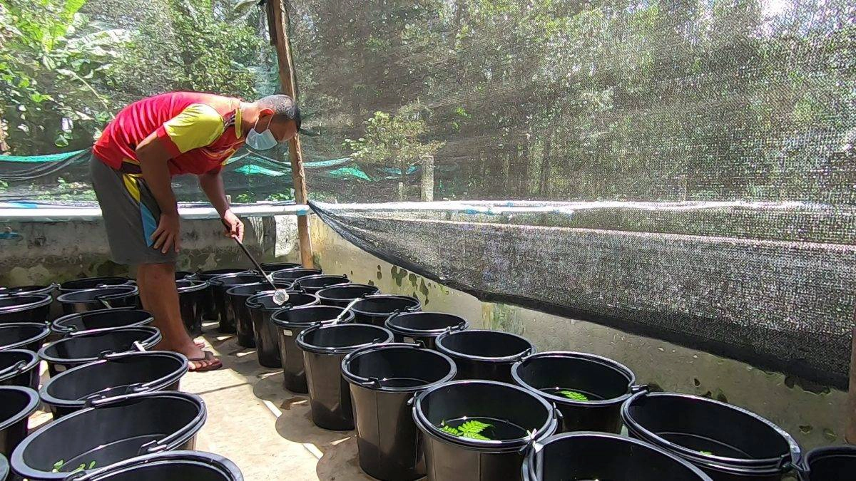 ปลากัดสวยงามโกอินเตอร์ ส่งขายต่างประเทศรายได้งาม