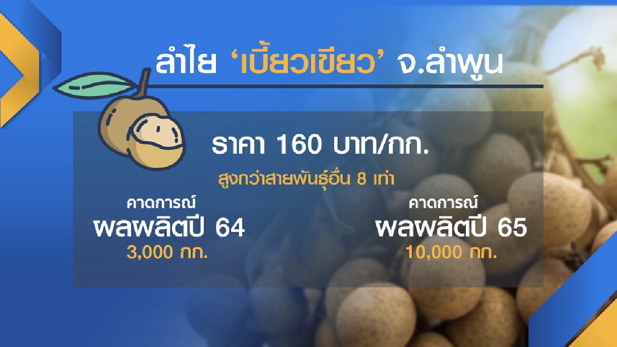 ชาวสวนลำพูนเฮ! ลำไย เบี้ยวเขียว ราคาพุ่ง 160 บ./กก.