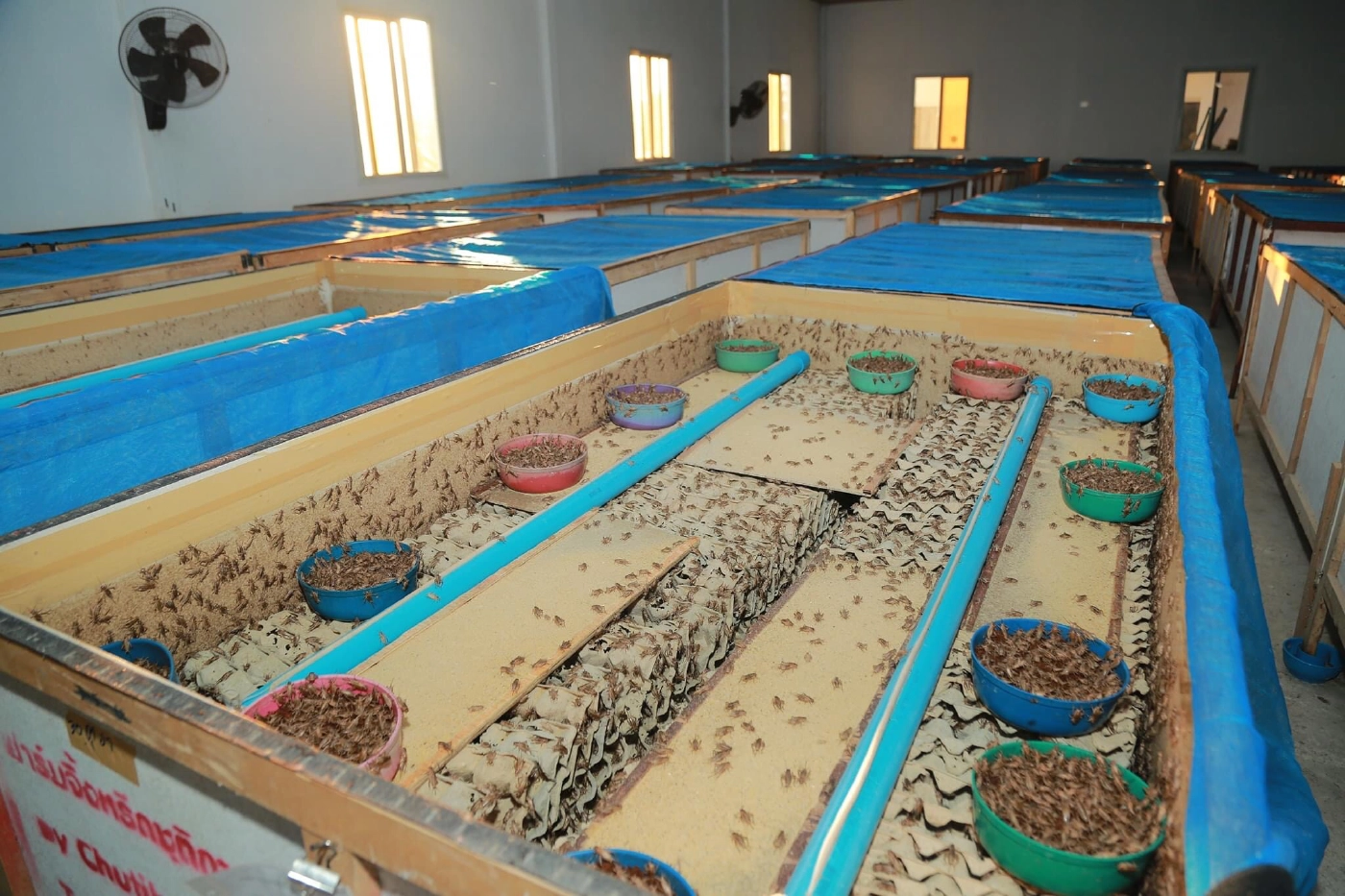 เกษตรฯ หนุนเลี้ยงแมลงเศรษฐกิจสร้างรายได้