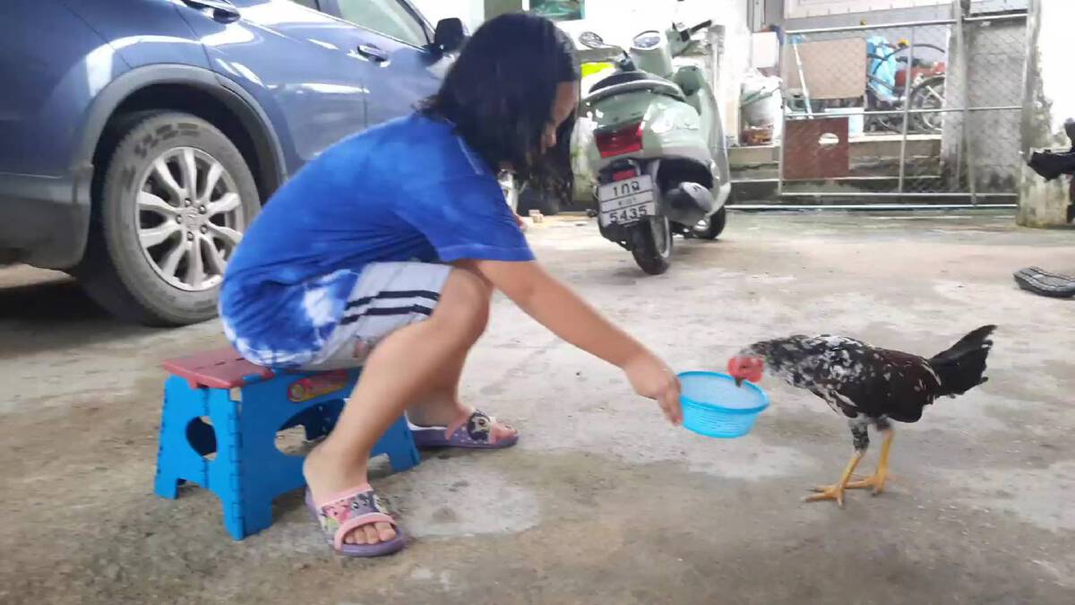 สุดเชื่อง“ไก่แจ้กำพร้าแสนรู้”แถมให้โชคเจ้าของ