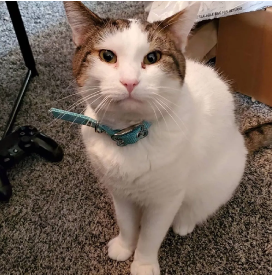 ทาสแมวใจละลาย! เปิดตัวจริงเจ้าเหมียวเกม POPCAT น่าฟัดสุด ๆ