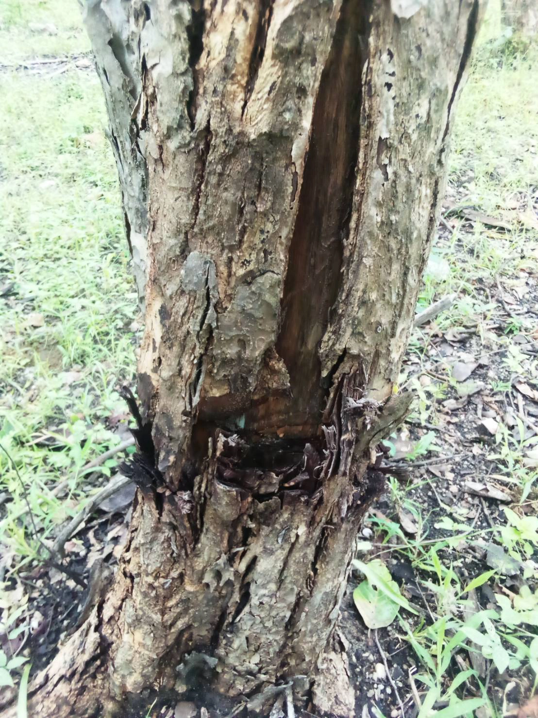 เตรียมลุยสอบปมลอบวางยาต้นไม้ในป่าอท.ดอยแม่โถ