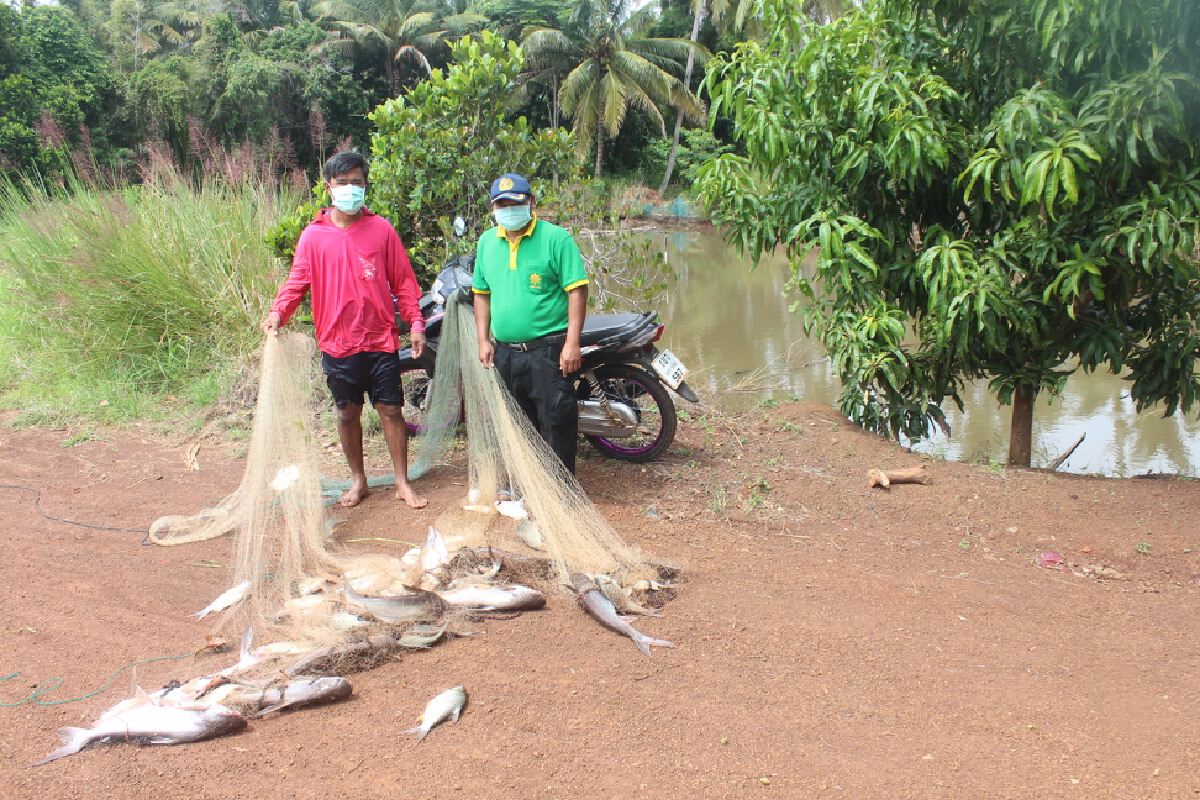 หนุ่มโคราชจับปลาบ่อตัวเองทำปลาแดดเดียว มอบผู้กักตัวโควิด
